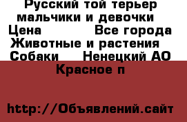 Русский той-терьер мальчики и девочки › Цена ­ 8 000 - Все города Животные и растения » Собаки   . Ненецкий АО,Красное п.